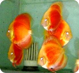 Albino Blood Red Discus Fish - 2-3 inch
